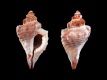 Eupleura-muriciformis-44-mm-Mexico-RC-2540