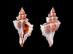 Eupleura-sulcidentata-18.5-mm-Verenigde-Staten-Florida-Sanibel-RC-0402