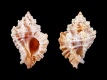 Favartia-cellulosa-17-mm-Verenigde-Staten-Florida-Boca-Raton-RC-2512