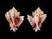 Favartia-cirrosa-14.3-mm-Filippijnen-Bohol-Balicasag-Island-RC-1921