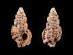 Favartia-erosa-19.5-mm-Indo-Pacific-Ocean-RC-5198