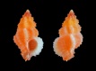 Favartia-jeanae-8.7-mm-Filippijnen-Zamboanga-RC-5232