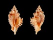 Favartia-levicula-15.5-mm-Verenigde-Staten-North-Carolina-Carteret-County-Beaufort-off-Cape-Lookout-RC-5271