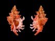 Favartia-mactanensis-21.3-mm-Filippijnen-Samal-Talikud-Island-RC-5182