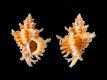 Favartia-pelepili-19.8-mm-Filippijnen-Cebu-Island-Daan-Batayang-RC-5187