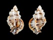 Favartia-ponderi-8.4-mm-Filippijnen-Cebu-Mactan-Island-RC-5293