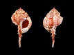 Haustellum-tweedianum-76.4-mm-Australie-off-North-Queensland-Moreton-Island-RC-4801