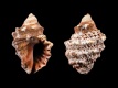 Haustrum-albomarginatum-17.3-mm-Nieuw-Zeeland-Zuidereiland-Banks-Peninsula-Little-Akaroa-RC-5254