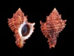 Hexaplex-duplex-f-canariensis-67-mm-Canarische-Eilanden-Tenerife-RC-4828