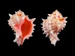 Hexaplex-erythrostomus-94-mm-Mexico-Baja-California-Conception-Bay-RC-1756-a2