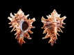 Hexaplex-princeps-71-mm-Mexico-W-Sonora-State-RC-2420