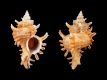 Hexaplex-saharicus-52.1-mm-Afrika-NW-Western-Sahara-off-Cabo-Blanco-RC-2485