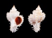 Hexaplex-stainforthi-albino-45.9-mm-Australie-Queensland-off-Townsville-RC-2127