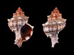 Hexaplex-trunculus-67.8-mm-Italie-Gulf-of-Spezia-Northern-Tyrrhenian-Sea-RC-2810