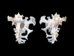 Homalocantha-anatomica-44.5-mm-Thailand-Phuket-Raya-Island-RC-1690