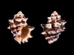 Menathais-tuberosa-53.5-mm-Filippijnen-Cebu-Olango-Island-RC-4896