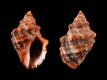 Mexacanthina-angelica-27.9-mm-Mexico-Pacific-Sonora-Puerto-Penasco-RC-5274