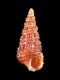 Bittium sp. - 2.1 mm - RC 2711