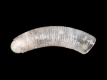 Caecum sp. - 1.15 mm - RC 2711