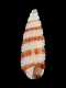 Cerithiopsis sp. - 2.7 mm - RC 2711