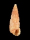 Cerithiopsis sp. - 3.2 mm - RC 2711