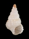 Cerithium sp. (juv)  - 2.2 mm - RC 2711