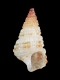 Cerithium sp. (juv) - 2.5 mm - RC 2711