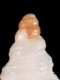 Cerithium sp. (juv) (detail) - 2.2 mm - RC 2711