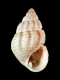 Nassarius sp. - 2.1 mm - RC 2712