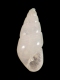 Odostomia sp. - 1.95 mm - RC 2711