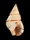 Planaxis suturalis - 2.6 mm - RC 2711