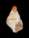 Planaxis suturalis (juv) - 1.0 - RC 2711