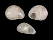 Teinostoma sp. - 1.3 mm - RC 2711