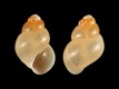 Ecrobia-truncata-2.0-mm-RC-5605-b