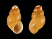 Ecrobia-truncata-2.75-mm-RC-5605-a