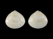 Gemma-gemma-albino-2.9-mm-RC-5606-e