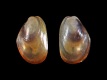 Mytilus-edulis-juvenile-2.3-mm-RC-5607