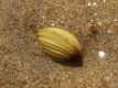 Corbicula fluminea - Frankrijk (Dordogne)