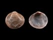 Sphaerium corneum - 9.0 mm - RC 1685 - Nederland