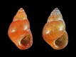 Assiminea sp. - 3.0_2.9 mm - RC 4769