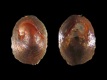 Crepidula sp (protoconch) - 1.15 mm - RC 4767