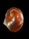 Crepidula sp. (protoconch) - 1.4 mm - RC 3525 [b]