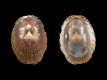 Helcion pruinosus (juv) - 6.9 mm - RC 4767