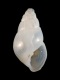 Odostomia sp - 2.05 mm - RC 4767