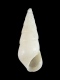 Rissoina sp. - 6.7 mm - RC 4084
